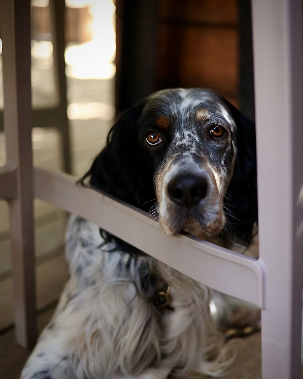 Portrait d'un setter anglais, séance animaux dans le Var